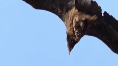 孤傲长空