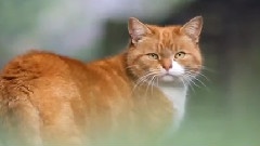 Canon 7D Video Test Filming In The UK