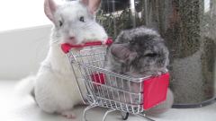 Mom Chinchilla Shopping with her Babies