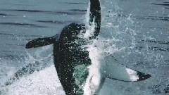 海阔凭鱼跃