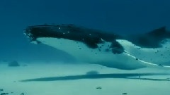 Oceans
