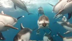 GoPro Swimming With Dolphins
