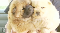 Chow Puppies Play Like Little Bears