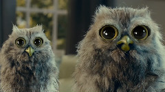 McVitie's Owl TV Advert