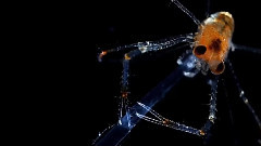 Deep Sea Ecstasy