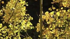 Breath Of Autumn