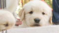 Golden Retriever Puppies Play With Bubbles