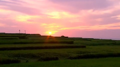 宝岛四季红