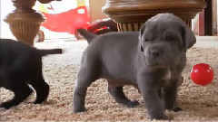 Neo Mastiff Puppies Play Hide And Seek