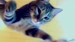 猫咪最厉害的跳高