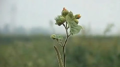 清晨