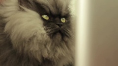 Colonel Meow On Facebook