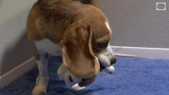 Top 5 Most Popular Dog Breeds
