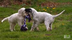 English Setter Field Tests