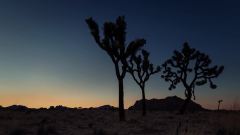 Joshua Tree During The 2013 Perseid Meteor Shower