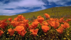 Poppies