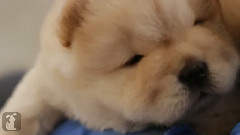 Cuddle With A Chow Chow Puppy