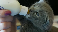 How To Bottle Feed Kittens
