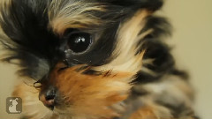 Cuddle With A Tiny Yorkie Puppy