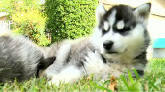 Siberian Husky Puppies