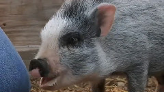 Abandoned Baby Pig Buffy