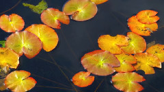 Autumn In Oze National Park