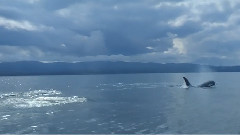 Whales Of Atlantis(亚特兰蒂斯的鲸)