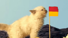 Precious Kittens Playing On The Beach