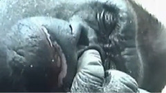Hungry Gorilla Picks His Nose And Eats It