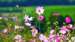 Flower Hills in Hanadaka