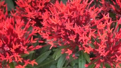 Some Uncommon Beautiful Flowers For You