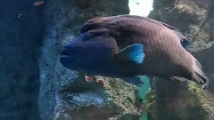 The Wonderful Fishes Of Sydney Aquarium Part2