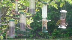 Birds In My Garden