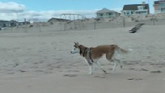 Dirty Dog