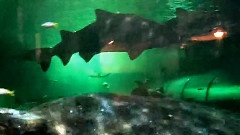 The Wonderful Fishes of Sydney Aquarium