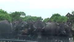 Grey Fox, Fruit Bats &amp Water Buffaloes