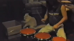 Cat Percussionist