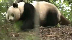 Giant Pandas