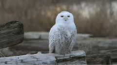 Snow Owl