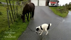 Dog Takes Horse For a Walk