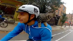Cat Bike Guy