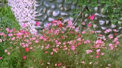 Amazing China