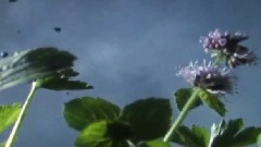 飞羽的生命