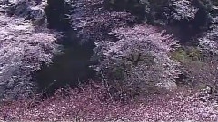樱花盛开