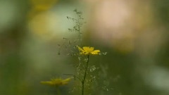 Ballet Of Light