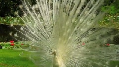 Peacock Lover