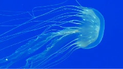 Exotic Jellyfish