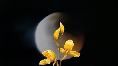花卉风景