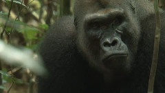 Gorilla Heartbroken