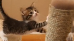 5D Kittens